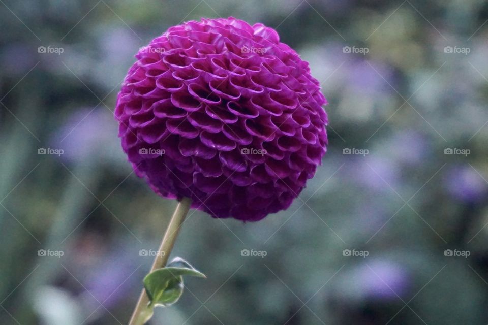 Purple pom pom dahlia 