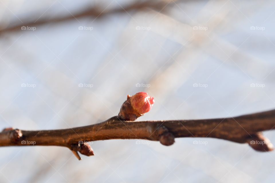 Apricot bud macro closeup, single branch pink floral, 