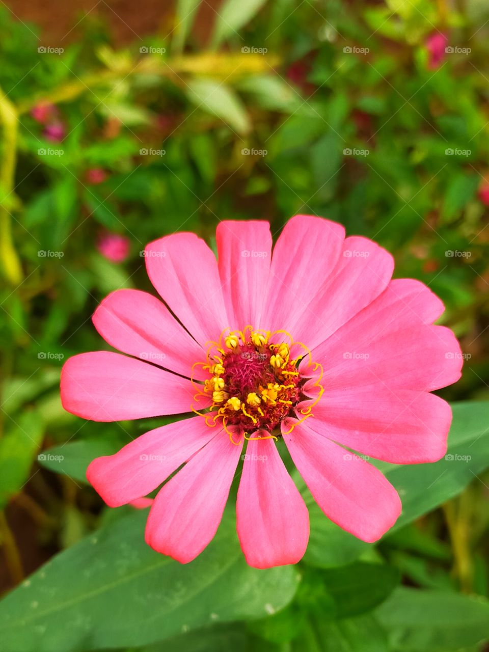 Zinnia Spreads it's charming pink petals to attractive every look.