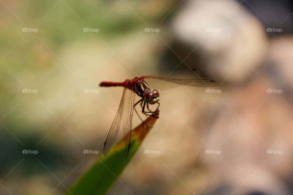 dragon fly