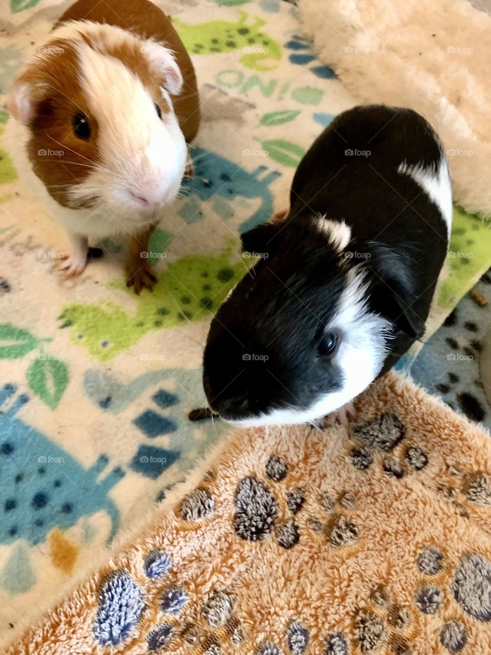Jake and Nicky / my little boy Guinea piglets 
