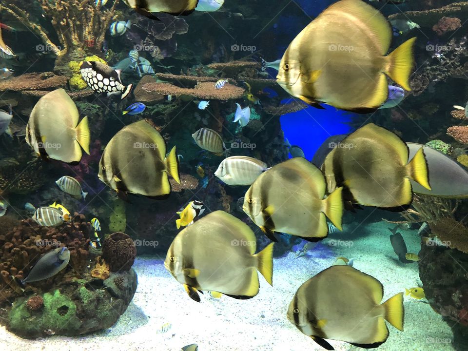 Ripley’s aquarium in Canada 