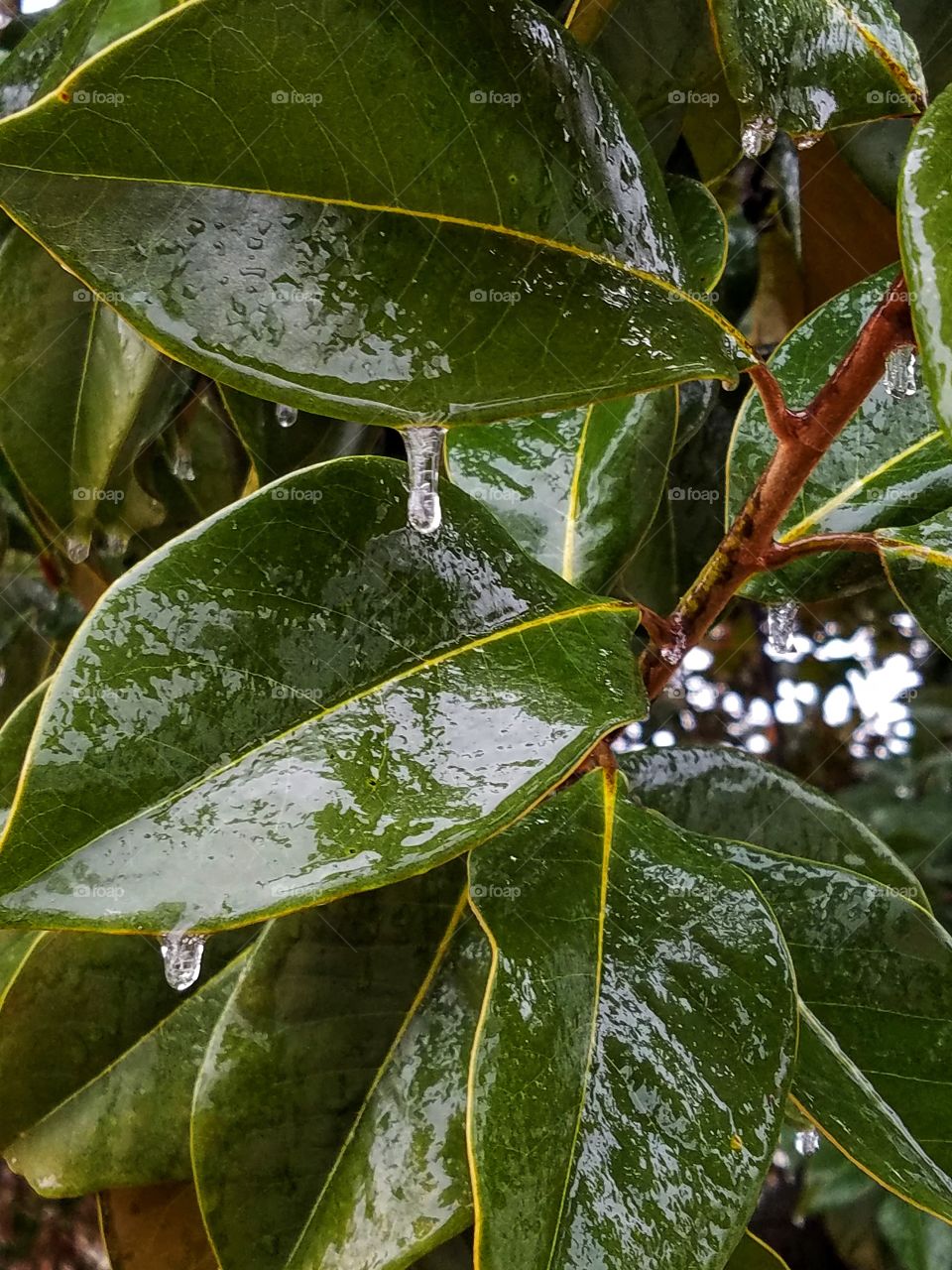 frozen magnolia leaves