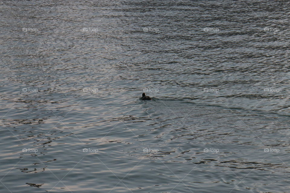 Duck in Sea