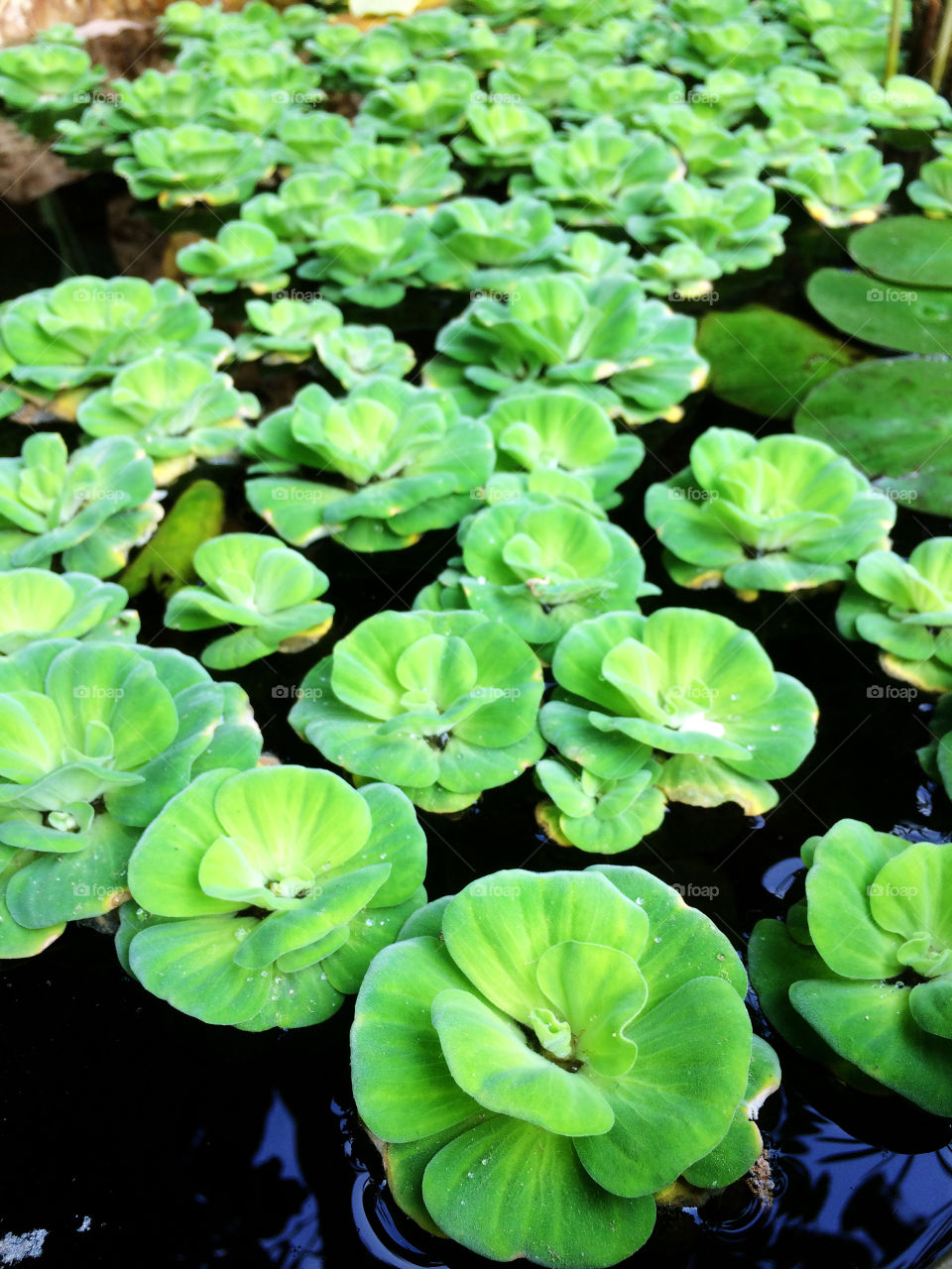 Water plants 