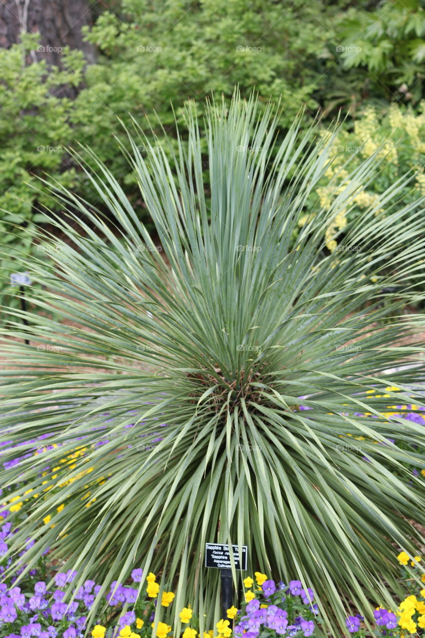 Spiky plant