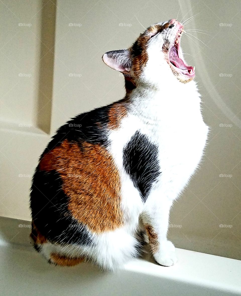 A regal, roaring calico cat. Just kidding, she's yawning! She looks fierce!