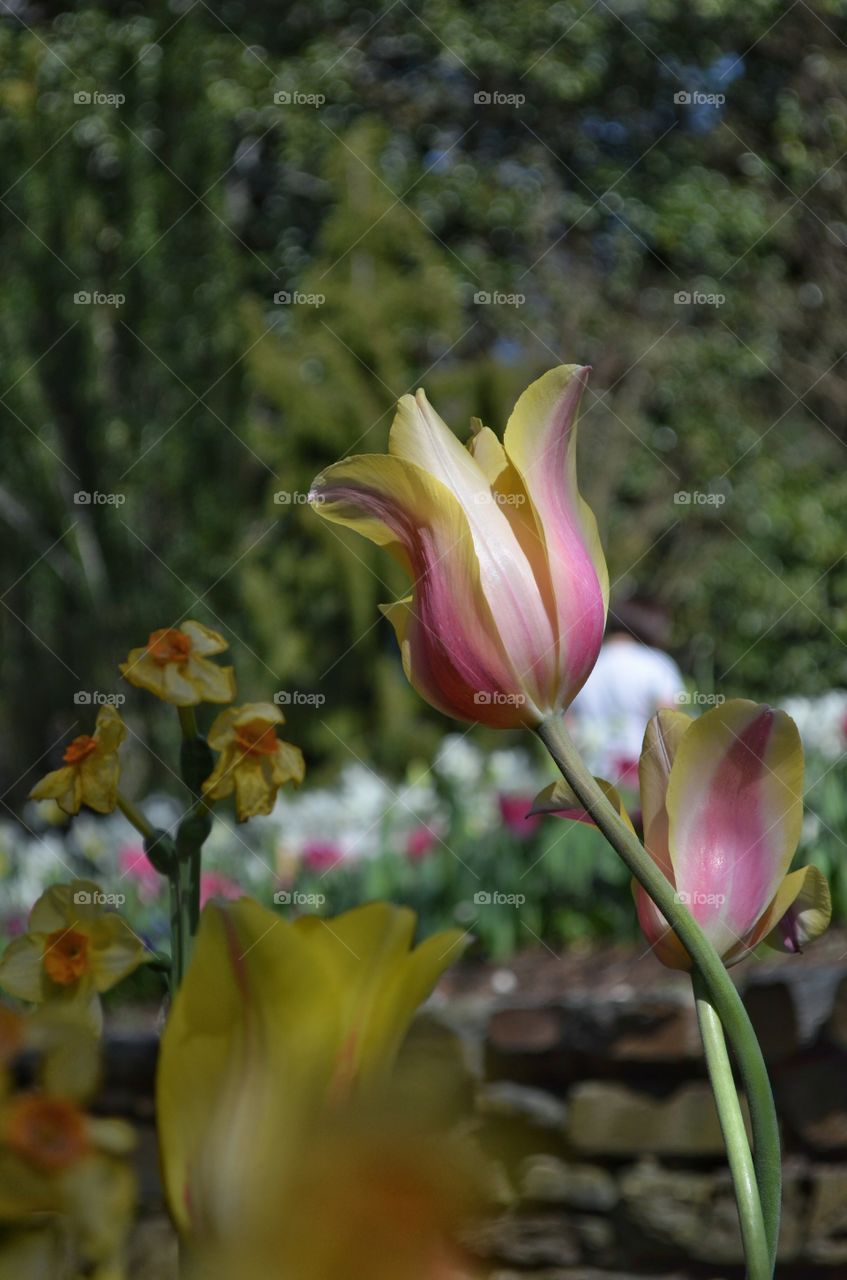 tulips