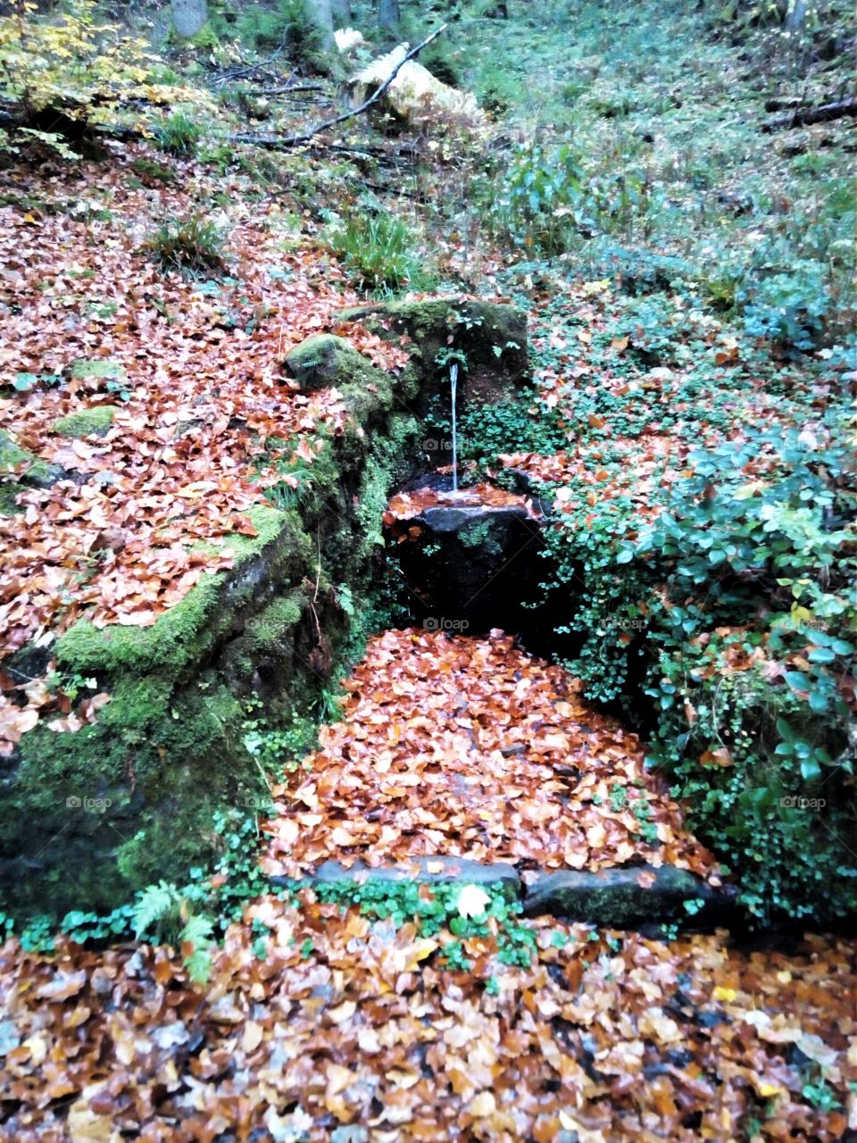 Herbst in Schwarzwald