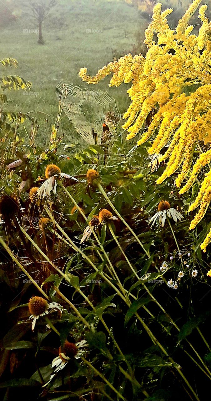 autumn flowers cobweb and mist in afternoon  light