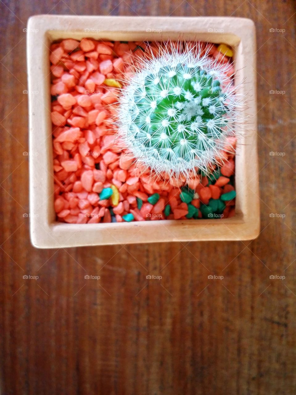 Cactus in the pots on the table.