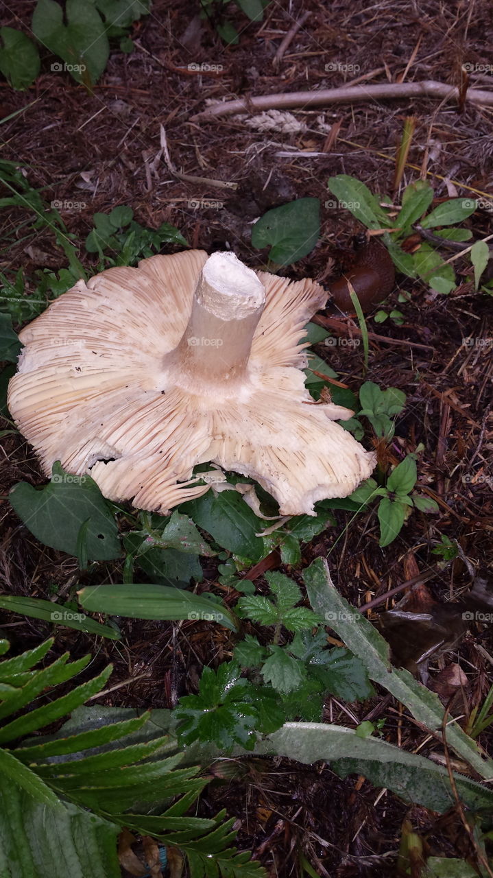 Fungus, Mushroom, Wood, No Person, Nature