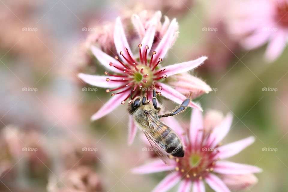 Close-up of bee on flower