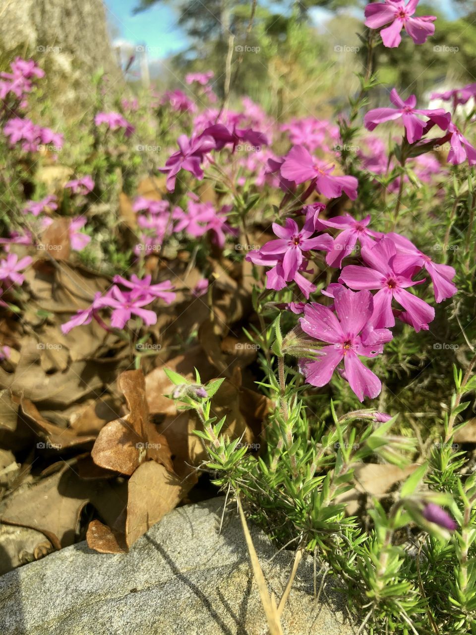 Closeup pink thrift in flower bed 