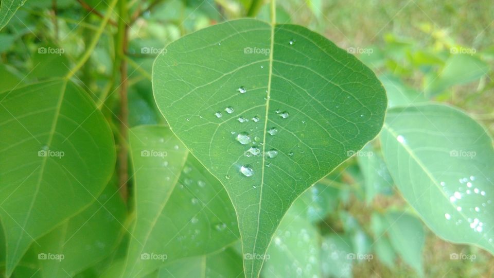 Leaf, Flora, Nature, Growth, Rain