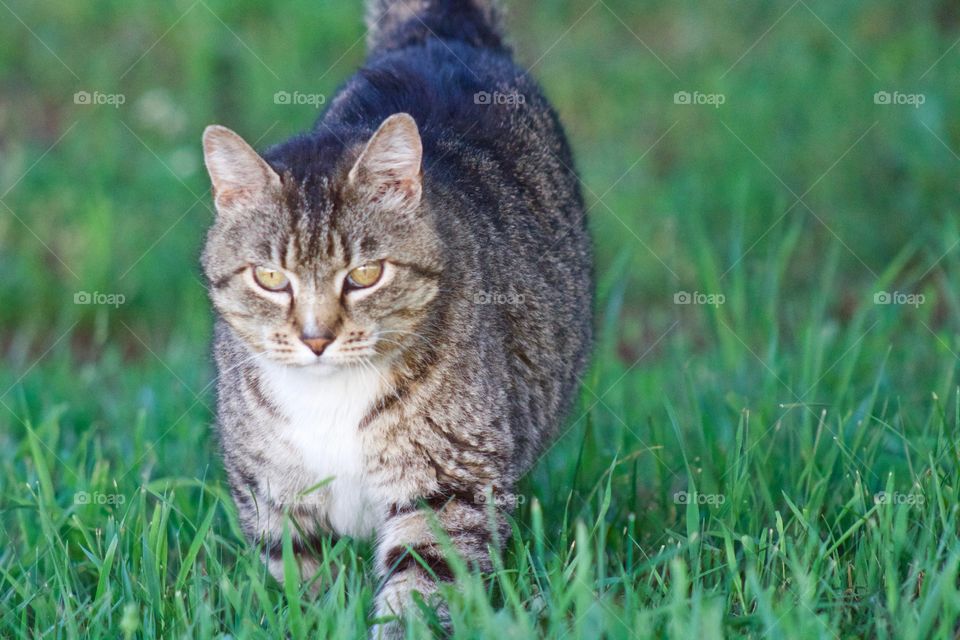 Cats of the USA!