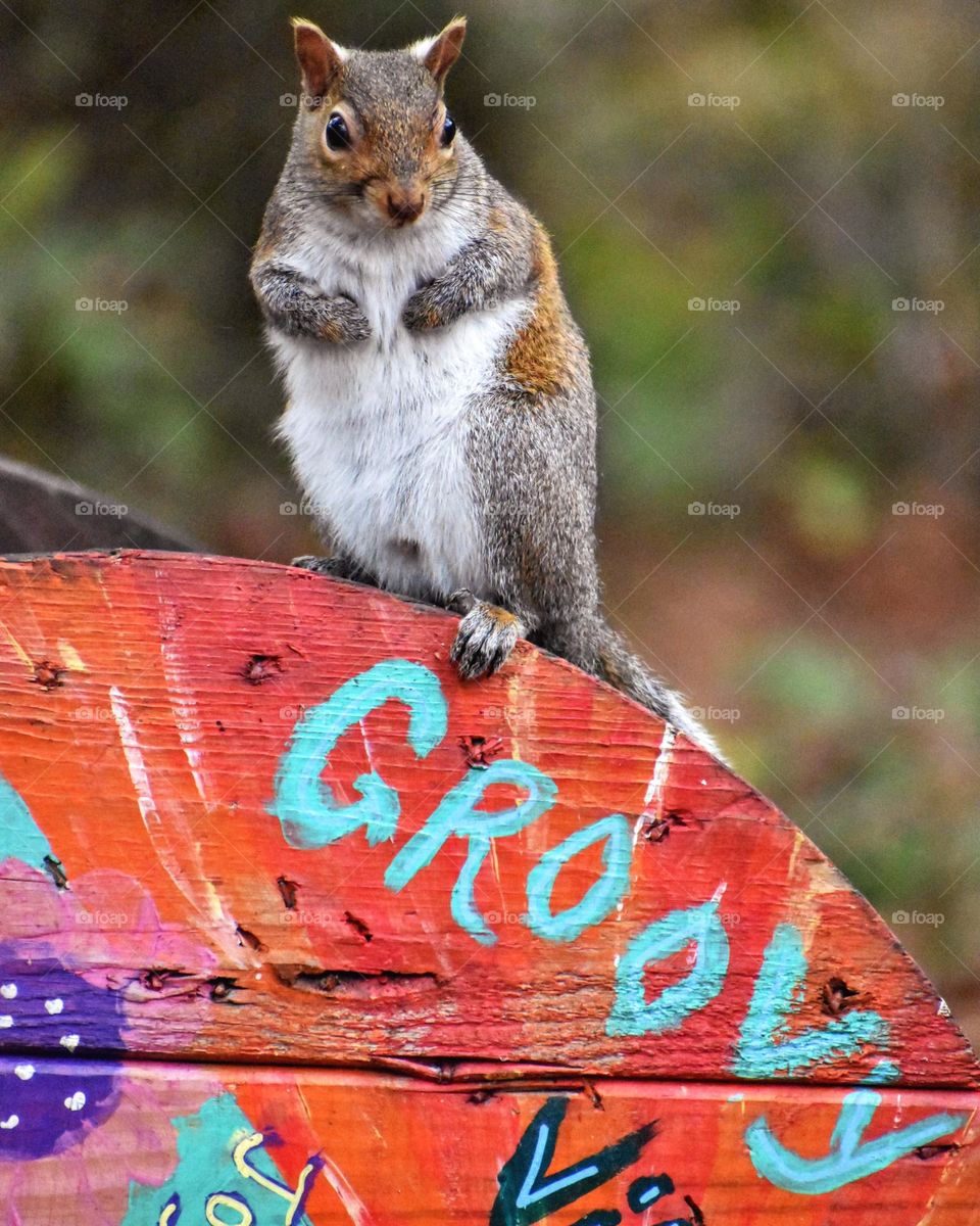 One groovy squirrel!