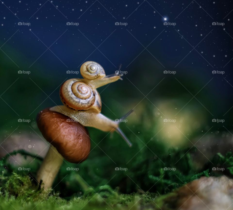 Two small snails 