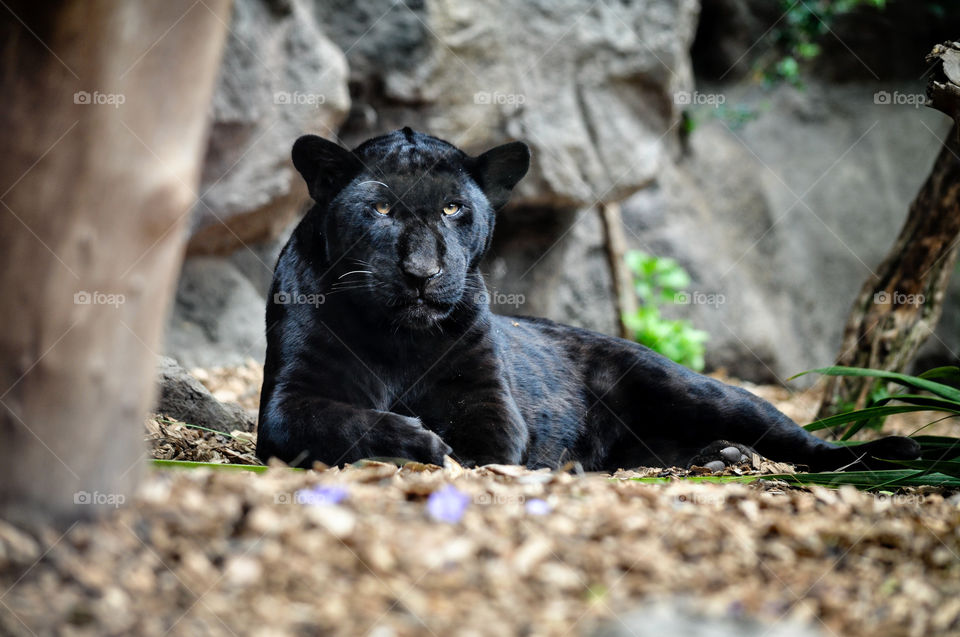 black panther lying on the ground and looking forward