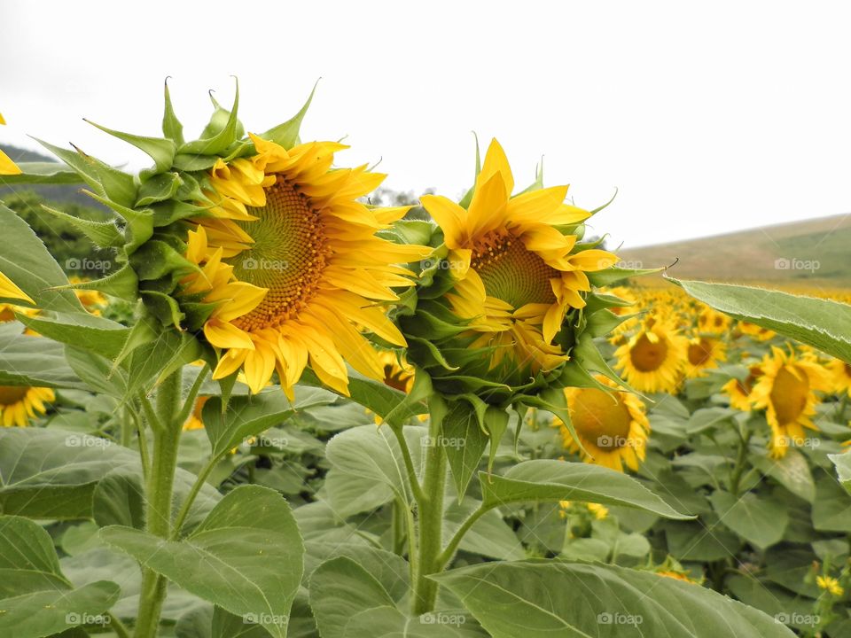 Sunflowers