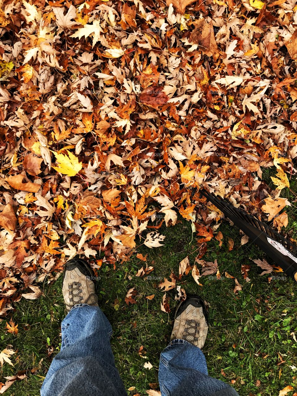 Fall chores