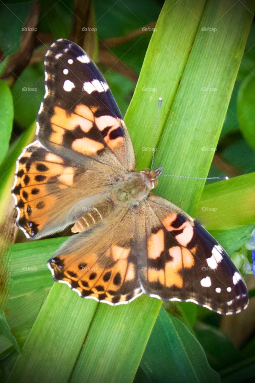 Full wing-spread detail of a Silver-Spotted Skipper butterfly on a leaf