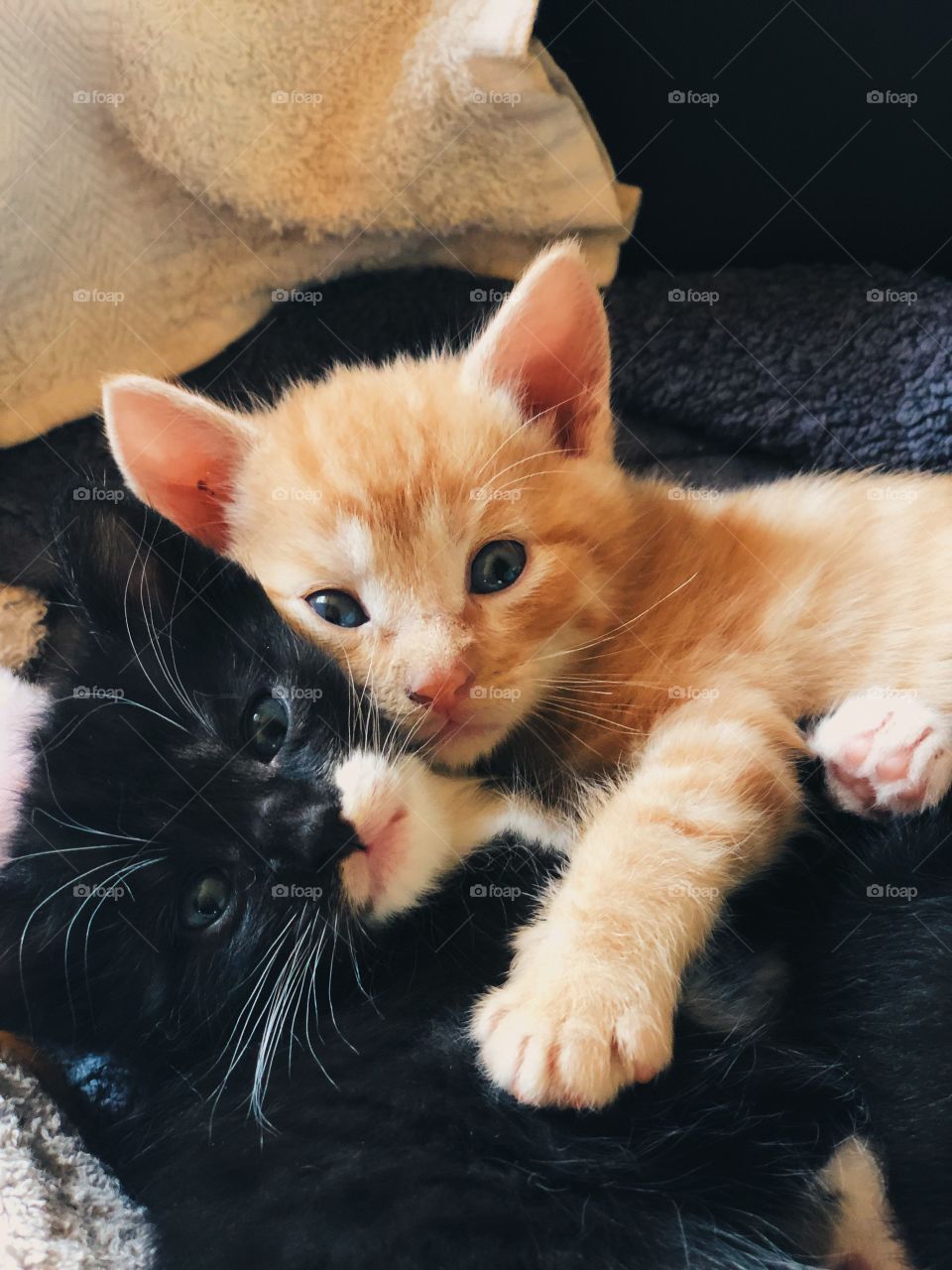 Kittens