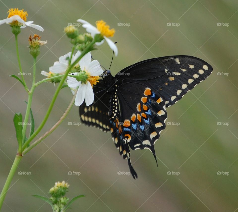 butterfly wings