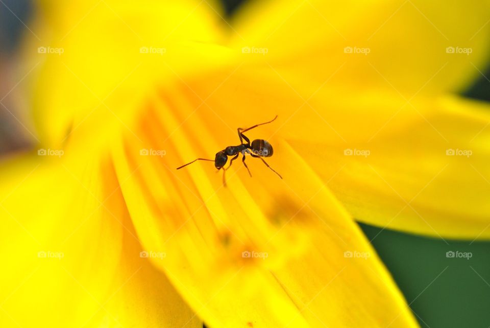 Close-up of a ant on yellow flower