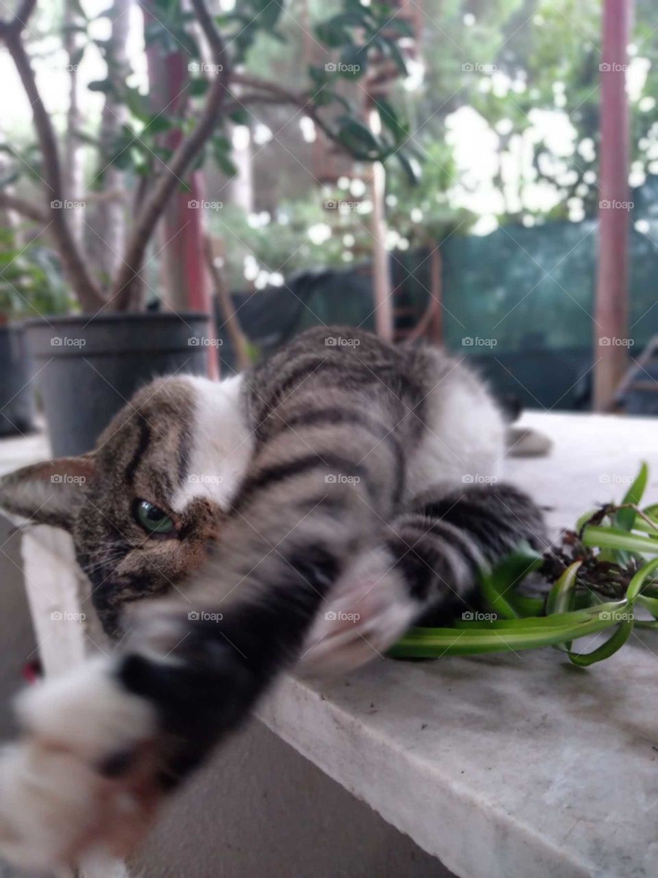 Cat, nature,eye,garden