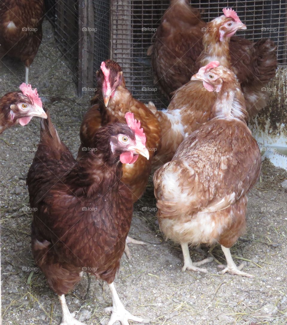 Red Hens