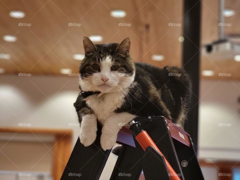 A cat chilling on the top of the stairs.The very special cat named Abatutu.He won the first award as a cat in a movie in the Netherlands. Great to see him for real.