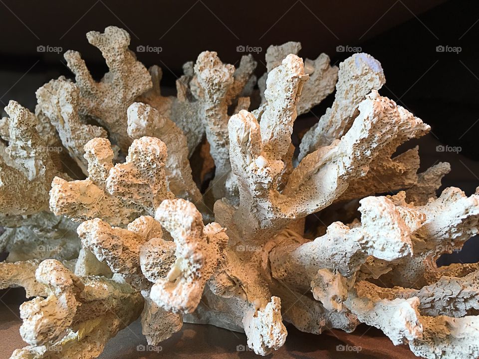 Shell coral