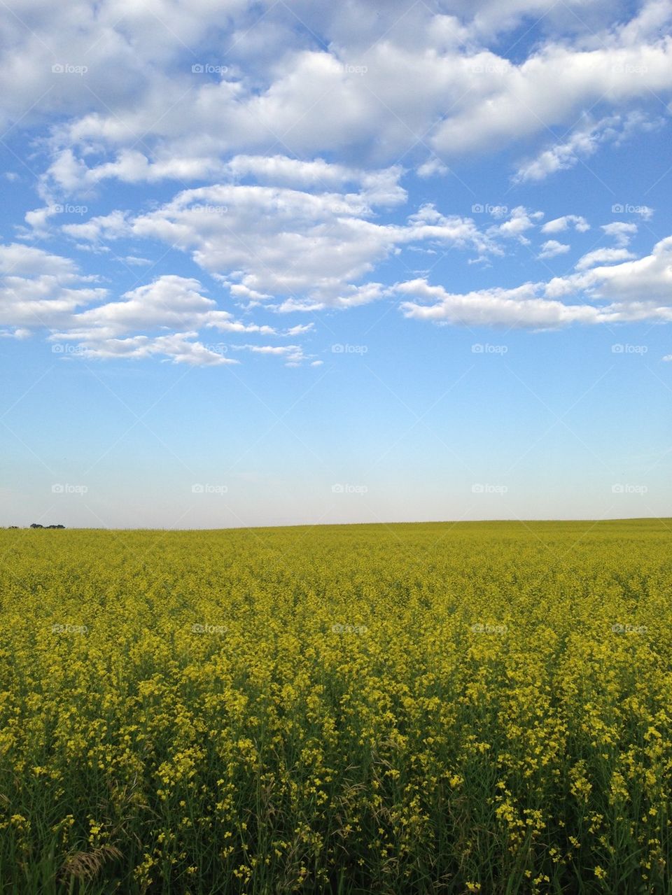 Canola field