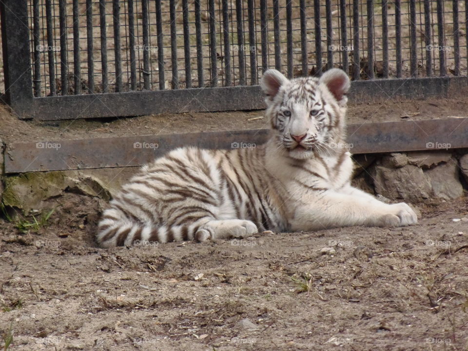 zoopark in novosibyrsk