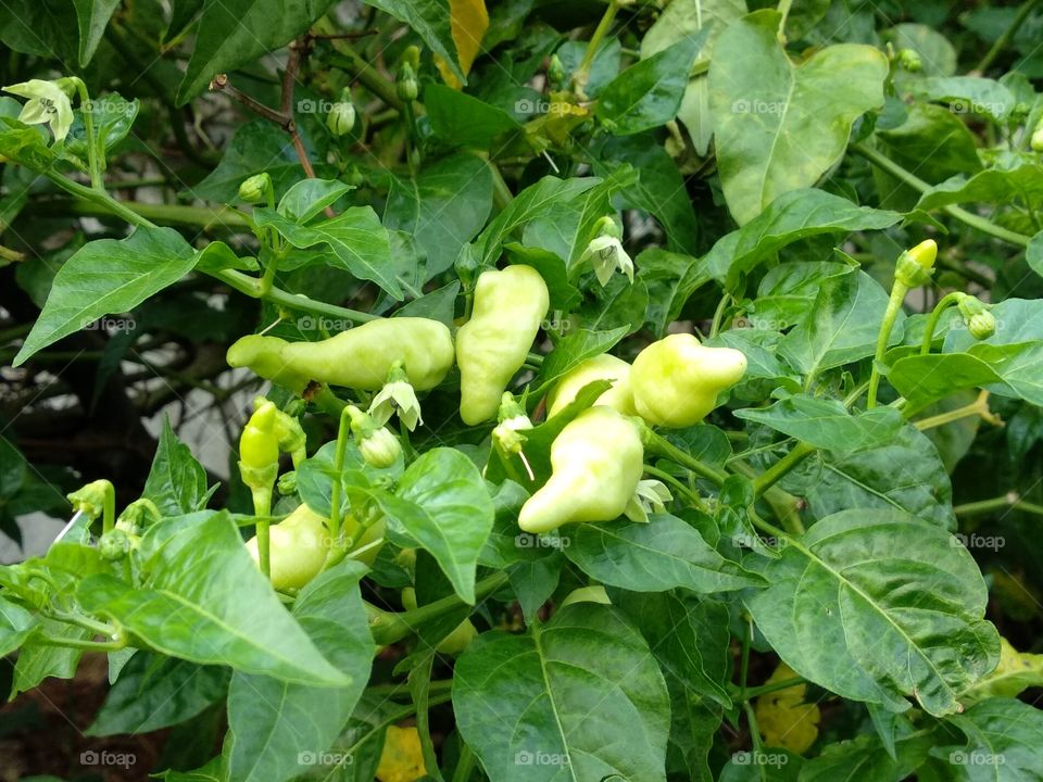 Super Hot Green Chilly