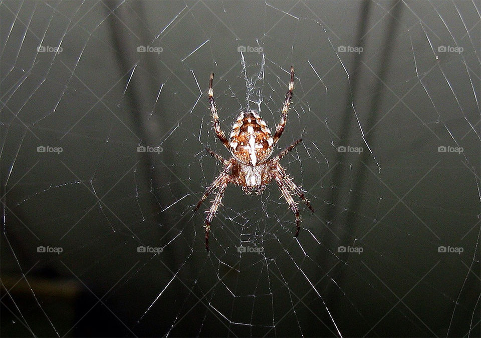 web spiderweb spider spinne by dryair