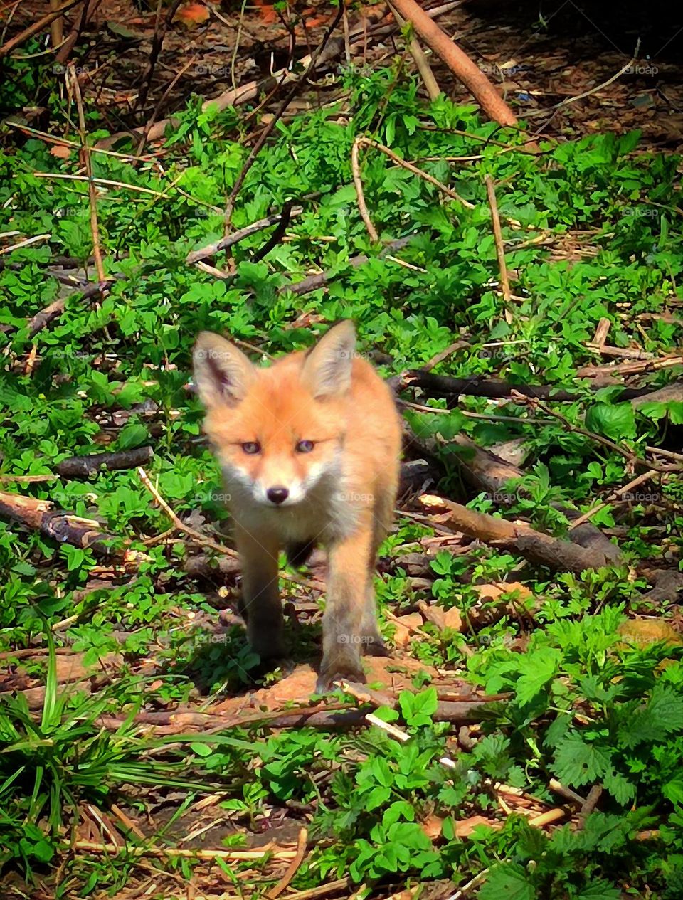 Spring.  A little fox walks along the green grass