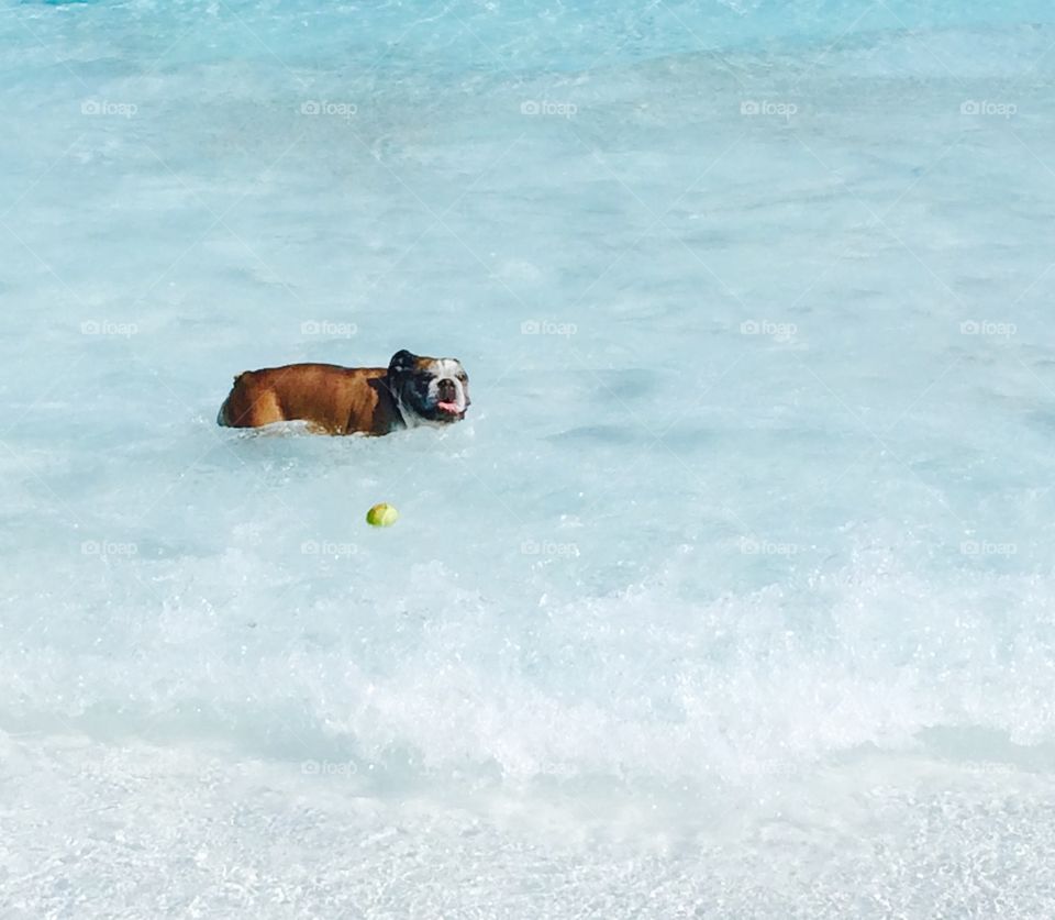 Bulldog swimming after a tennis ball