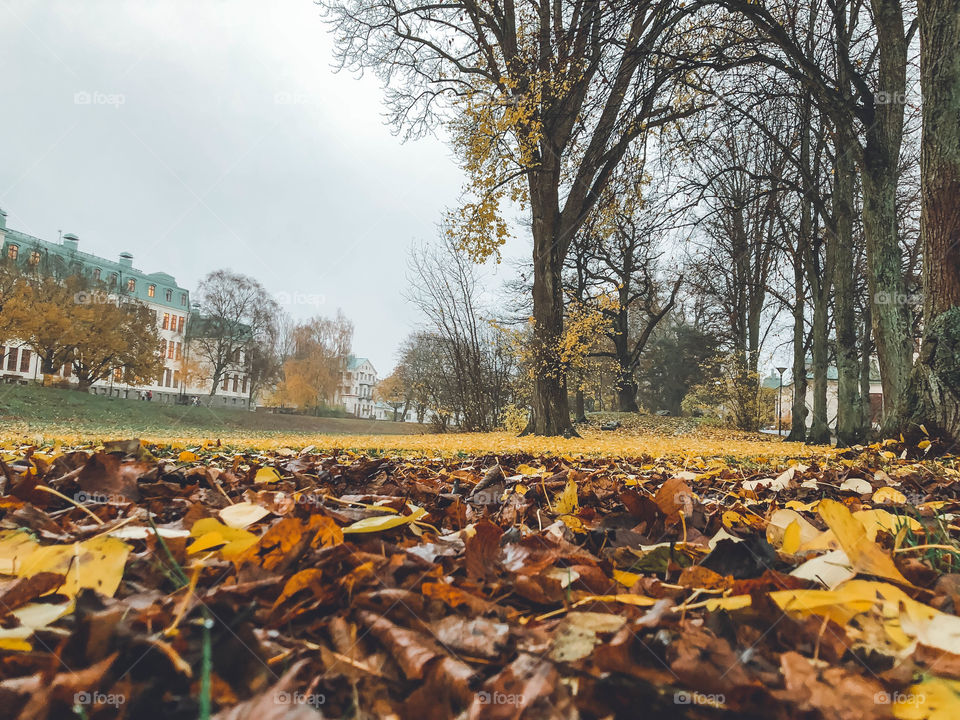 Yellow autumn leaves  on the ground in the park 