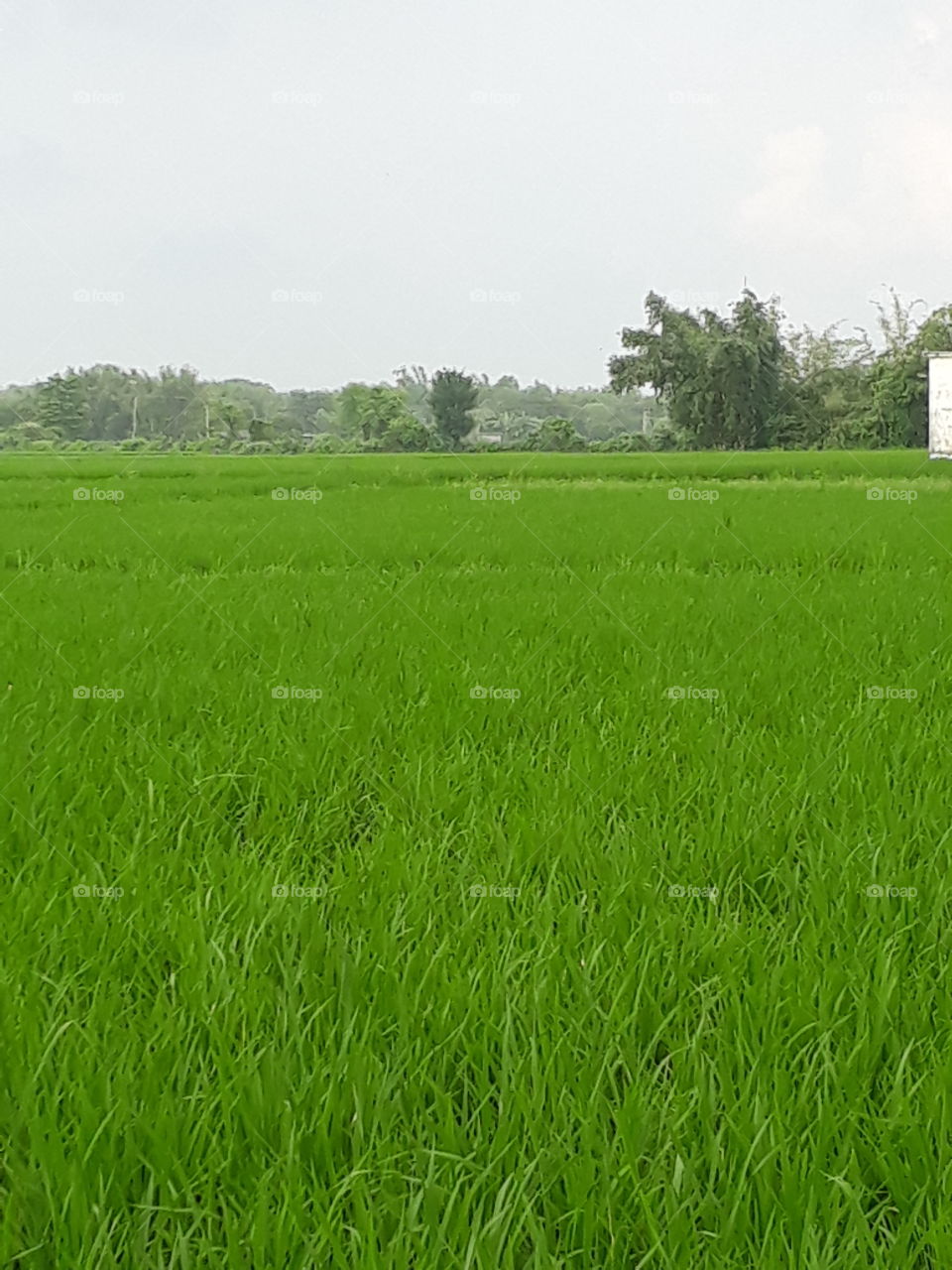 beautiful Purdy filled in Indian village