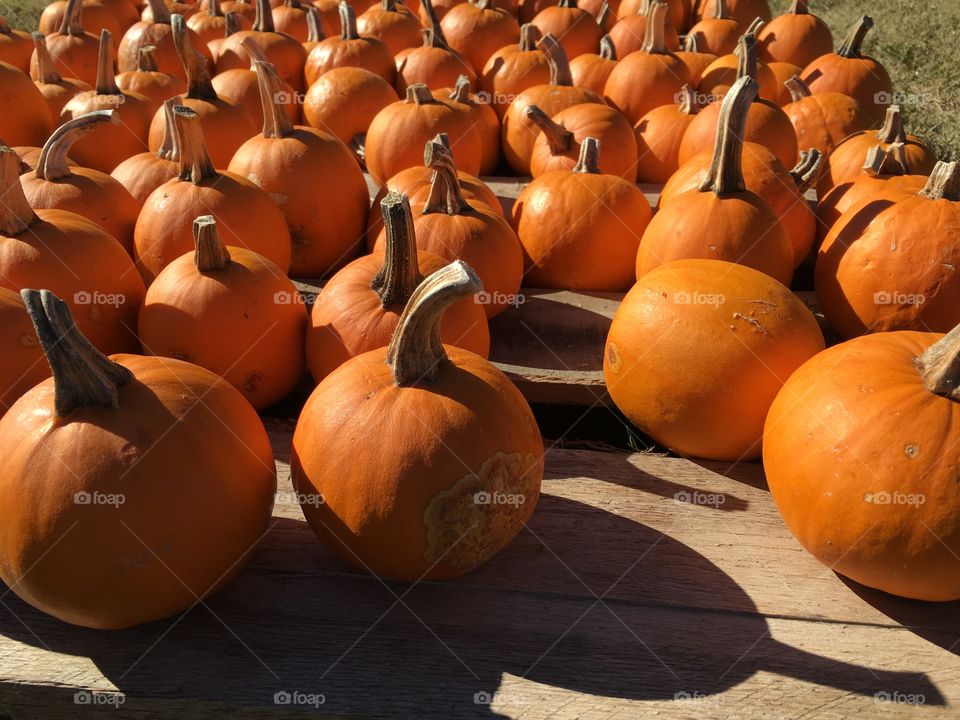 Mini pumpkins all together.