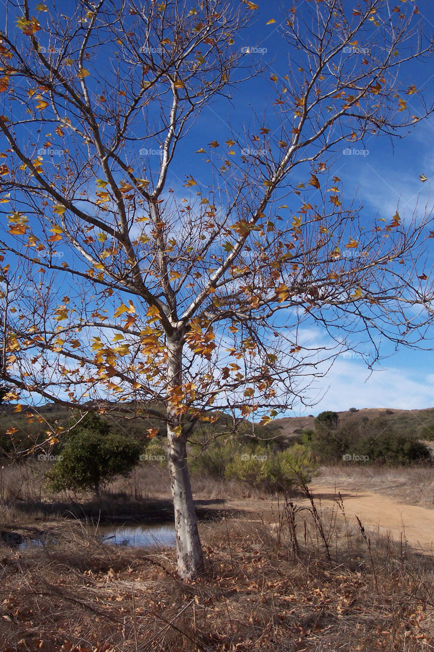 tree trees leaves pond by kenglund