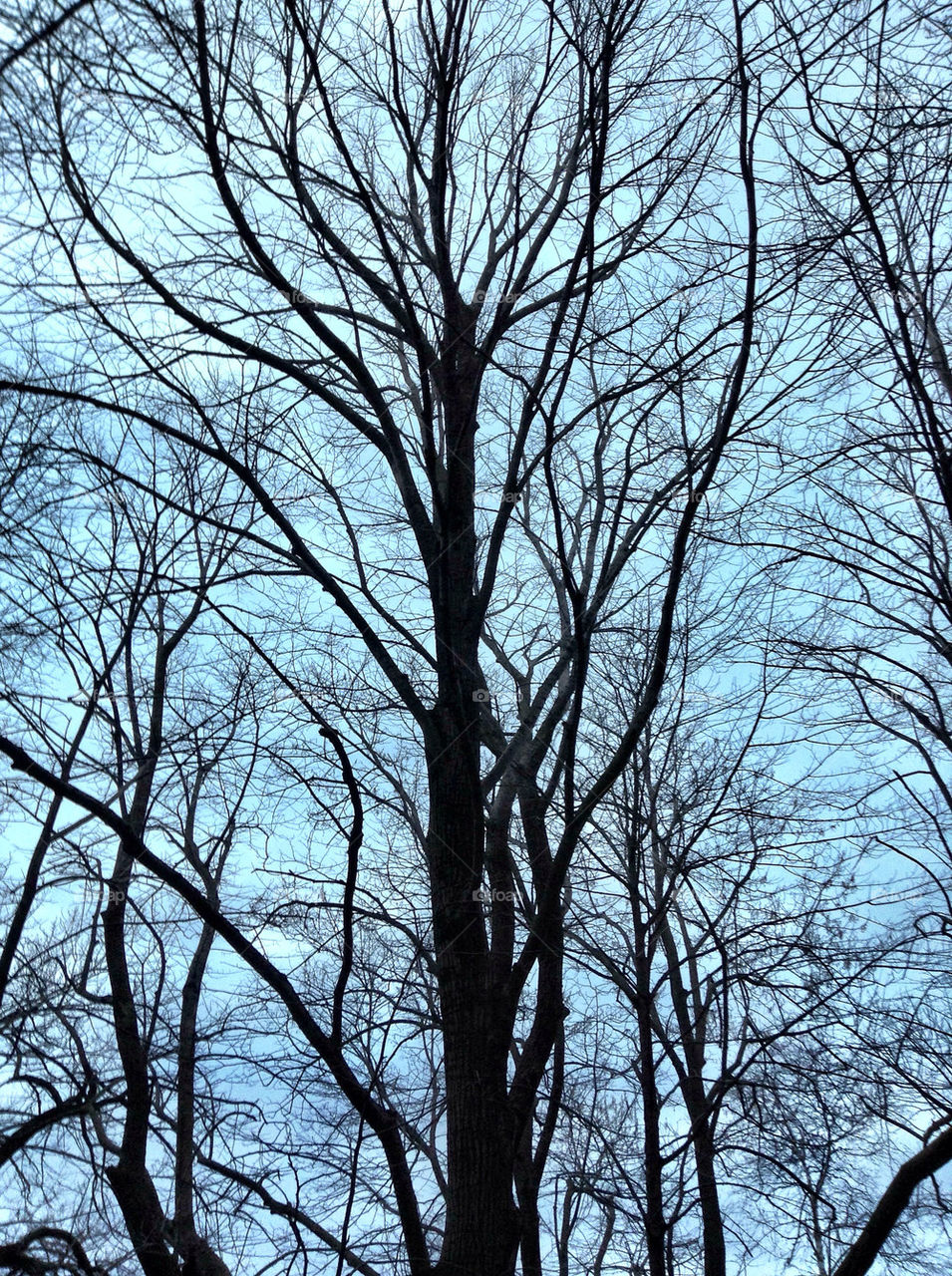 Winter Trees