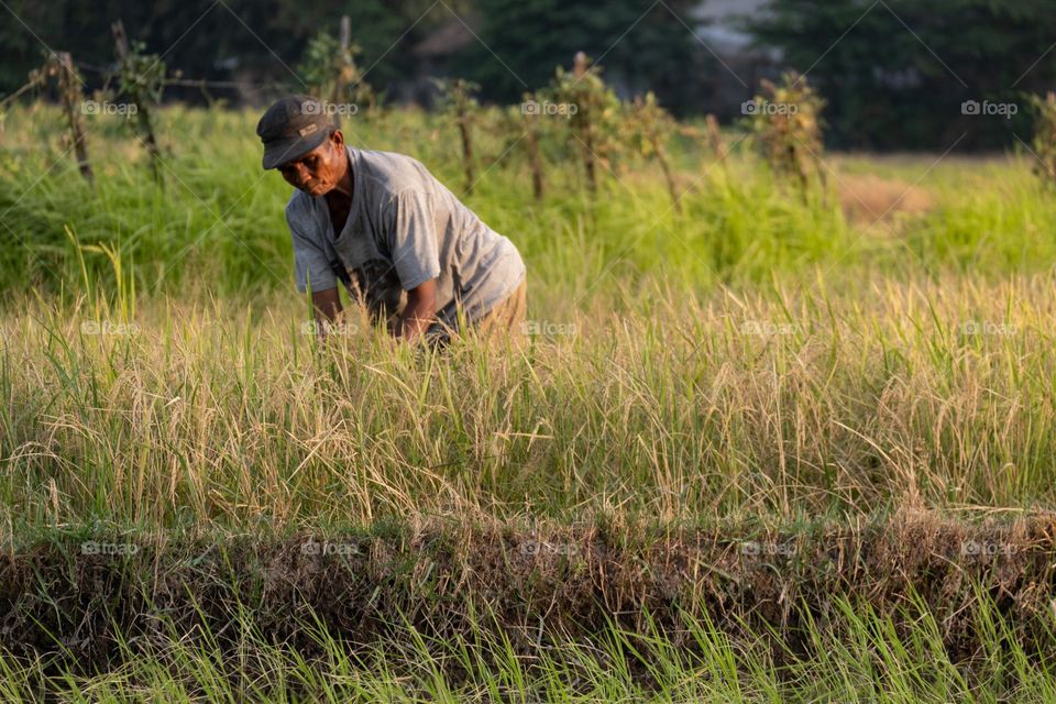 Farmers harvest rice in the afternoon before the sun will set