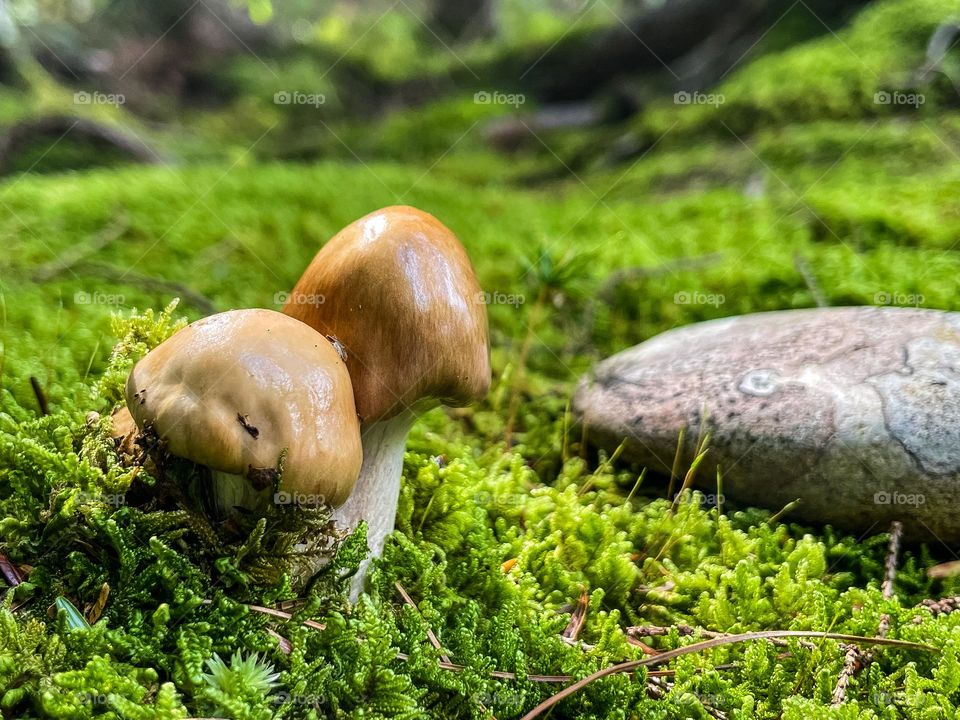 Enchanted forest floor.  A pair of mushrooms emerge from a bed of moss near a river stone.