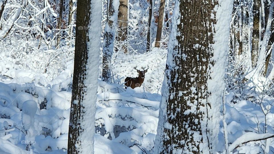 Buck in snow