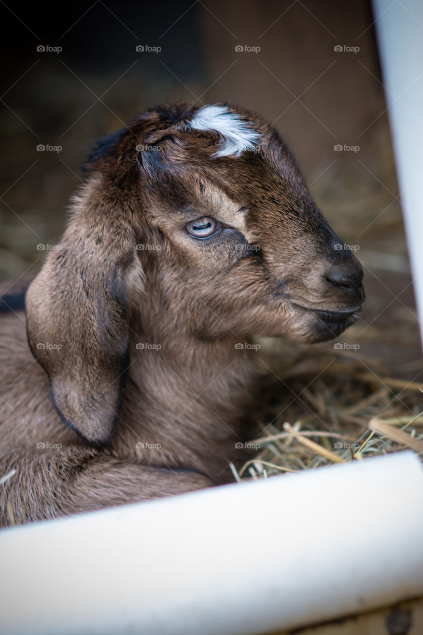 New baby goat