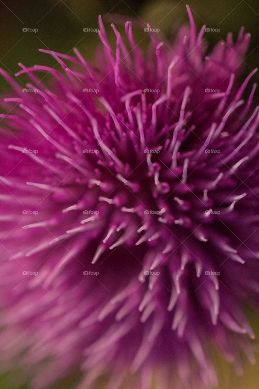 Thistle with the macro lens