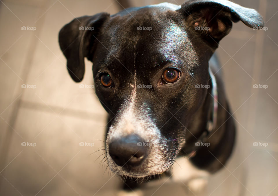 Adorable puppy dog with white line on mask - perfect imperfections family pet portrait photography 
